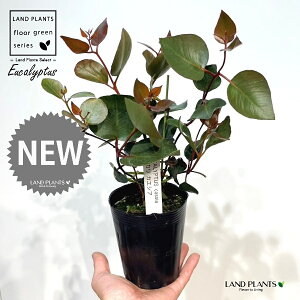 ユーカリ(カエシア) 3.5号 ポット苗 1鉢 ユーカリカエシアマグナ Eucalyptus caesia ssp. magna
