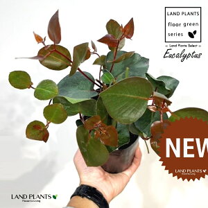 [JiJGVAj 3.5 |bgc 1 [JJGVA}Oi Eucalyptus caesia ssp. magna