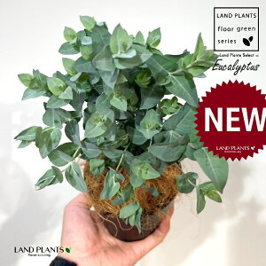 [JiAr_j 4 F vX`bN 1 yRRt@Co[z [JAr_ Eucalyptus albida