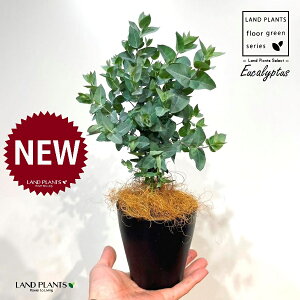 [JiAr_j 4 F vX`bN 1 yRRt@Co[z [JAr_ Eucalyptus albida