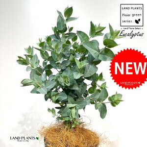 [JiAr_j 4 F vX`bN 1 yRRt@Co[z [JAr_ Eucalyptus albida