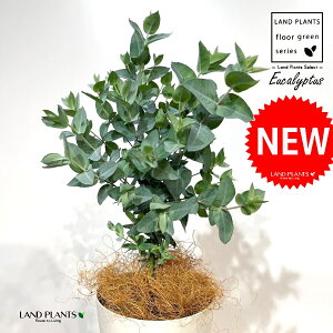 [JiAr_j 4 F vX`bN 1 yRRt@Co[z [JAr_ Eucalyptus albida