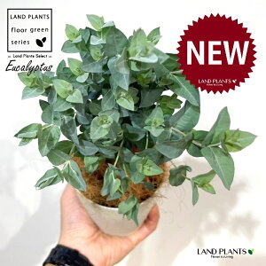 [JiAr_j 4 F vX`bN 1 yRRt@Co[z [JAr_ Eucalyptus albida