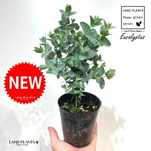 ユーカリ(アルビダ) 3.5号 ポット苗 1鉢 ユーカリアルビダ Eucalyptus albida