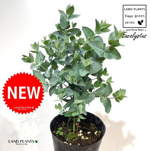 ユーカリ(アルビダ) 3.5号 ポット苗 1鉢 ユーカリアルビダ Eucalyptus albida