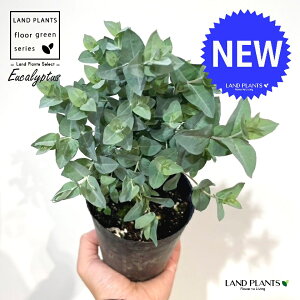 [JiAr_j 3.5 |bgc 1 [JAr_ Eucalyptus albida