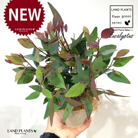 ユーカリ（ポプルネア） 4号 白色 プラスチック鉢 1鉢 【ココファイバー】 ユーカリポプルネア Eucalyptus populnea