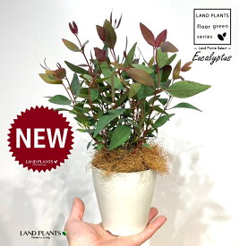 ユーカリ（ポプルネア） 4号 白色 プラスチック鉢 1鉢 【ココファイバー】 ユーカリポプルネア Eucalyptus populnea