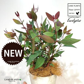 ユーカリ（ポプルネア） 4号 白色 プラスチック鉢 1鉢 【ココファイバー】 ユーカリポプルネア Eucalyptus populnea