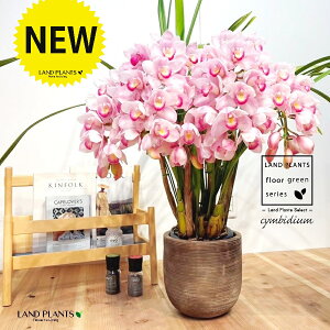 VrW[iԐFFsNjA[`d fUC̗ǂ eRb^ 1 y΁E픫z VrWE Vrf[  F  Ӓ m Vr CYM Cymbidium