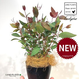 ユーカリ（ポプルネア） 4号 黒色 プラスチック鉢 1鉢 【ココファイバー】 ユーカリポプルネア Eucalyptus populnea