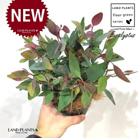 ユーカリ（ポプルネア） 4号 黒色 プラスチック鉢 1鉢 【ココファイバー】 ユーカリポプルネア Eucalyptus populnea