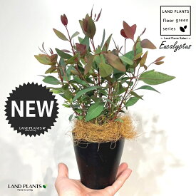 ユーカリ（ポプルネア） 4号 黒色 プラスチック鉢 1鉢 【ココファイバー】 ユーカリポプルネア Eucalyptus populnea