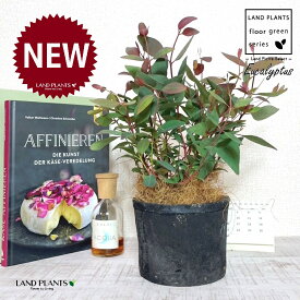 ユーカリ（ポプルネア） 黒色 モスポット シリンダー型 陶器鉢 1鉢 【ココファイバー】 ユーカリポプルネア Eucalyptus populnea