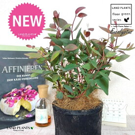 ユーカリ（ポプルネア） 黒色 モスポット シリンダー型 陶器鉢 1鉢 【ココファイバー】 ユーカリポプルネア Eucalyptus populnea