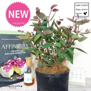 [Ji|vlAj F X|bg V_[^ 픫 1 yRRt@Co[z [J|vlA Eucalyptus populnea