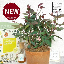 ユーカリ（ポプルネア） 茶色 モスポット シリンダー型 陶器鉢 1鉢 【ココファイバー】 ユーカリポプルネア Eucalyptus populnea