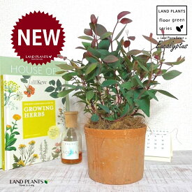 ユーカリ（ポプルネア） 茶色 モスポット シリンダー型 陶器鉢 1鉢 【ココファイバー】 ユーカリポプルネア Eucalyptus populnea