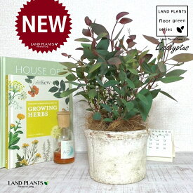 ユーカリ（ポプルネア） 白色 モスポット シリンダー型 陶器鉢 1鉢 【ココファイバー】 ユーカリポプルネア Eucalyptus populnea