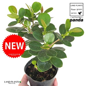 y󏭐Az p_KW} 3 |bgc 1 KW} ܂ p_ Ficus microcarpa ePandaf