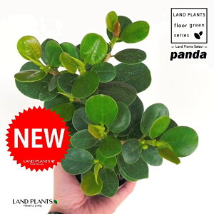 y󏭐Az p_KW} 3 |bgc 1 KW} ܂ p_ Ficus microcarpa ePandaf