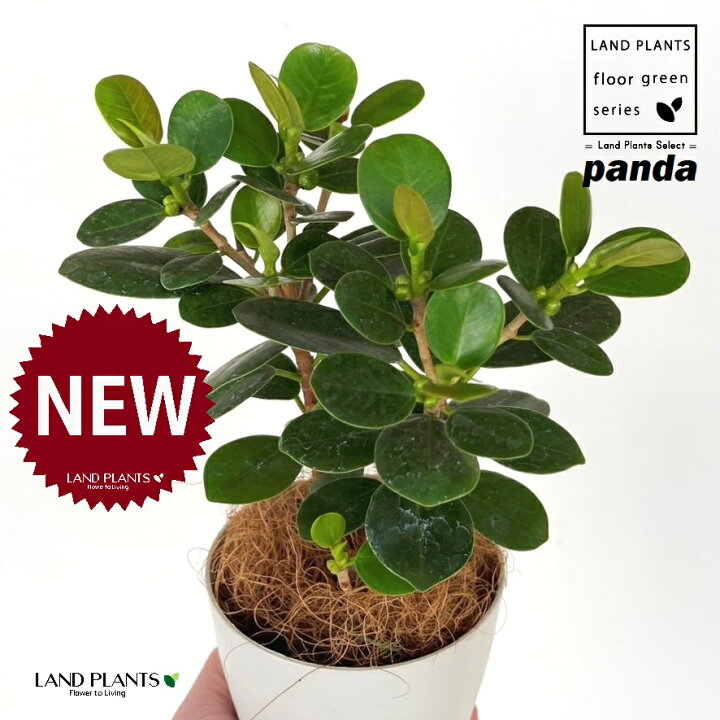楽天市場】【希少植物】 パンダガジュマル 4号 白色 プラスチック鉢 1 
