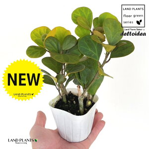 Ro{_CWFiS[hRCj 3 |bgc 1 tBJX fgCfA  {_CW Ficus deltoidea