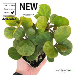 Ro{_CWFiS[hRCj 3 |bgc 1 tBJX fgCfA  {_CW Ficus deltoidea