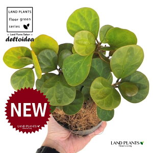 Ro{_CWFiS[hRCj 4 F vX`bN 1 yRRt@Co[z tBJX fgCfA  {_CW Ficus deltoidea