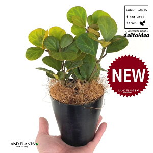 Ro{_CWFiS[hRCj 4 F vX`bN 1 yRRt@Co[z tBJX fgCfA  {_CW Ficus deltoidea