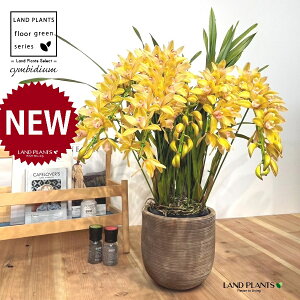 VrW[iԐFFCG[jA[`d fUC̗ǂ eRb^ Aؔ 1 y΁E픫z VrWE Vrf[ F   Ӓ m Vr CYM Cymbidium