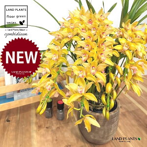 VrW[iԐFFCG[jA[`d fUC̗ǂ eRb^ Aؔ 1 y΁E픫z VrWE Vrf[ F   Ӓ m Vr CYM Cymbidium