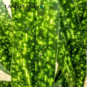 nEti_FZCEj 7 vX`bN 1 ZCE n o Aspidistra elatior Blume, 1834