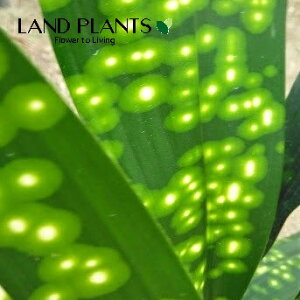 nEtiFL{Vj 10 vX`bN 1 n o Aspidistra elatior Blume, 1834