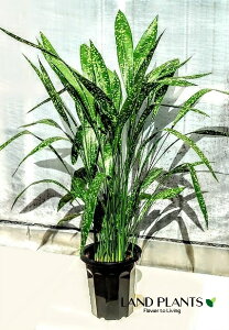 nEtiFL{Vj 10 vX`bN 1 n o Aspidistra elatior Blume, 1834