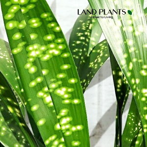 nEtiFL{Vj 8 vX`bN 1 n o Aspidistra elatior Blume, 1834