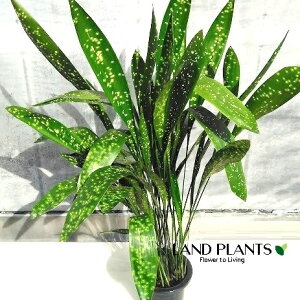 nEtiFL{Vj 8 vX`bN 1 n o Aspidistra elatior Blume, 1834