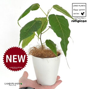 フィカス(レリジオーサ) 4号 白色 プラスチック鉢 1鉢 【ココファイバー】 インドボダイジュ 印度菩提樹 菩提樹 フィカスレリジオーサ レリジオサ ficus religiosa