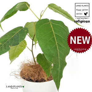 フィカス(レリジオーサ) 4号 白色 プラスチック鉢 1鉢 【ココファイバー】 インドボダイジュ 印度菩提樹 菩提樹 フィカスレリジオーサ レリジオサ ficus religiosa