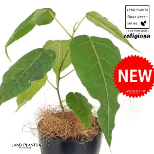 フィカス(レリジオーサ) 4号 黒色 プラスチック鉢 1鉢 【ココファイバー】 インドボダイジュ 印度菩提樹 菩提樹 フィカスレリジオーサ レリジオサ ficus religiosa