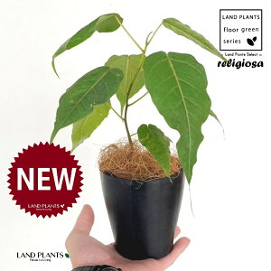 フィカス(レリジオーサ) 4号 黒色 プラスチック鉢 1鉢 【ココファイバー】 インドボダイジュ 印度菩提樹 菩提樹 フィカスレリジオーサ レリジオサ ficus religiosa