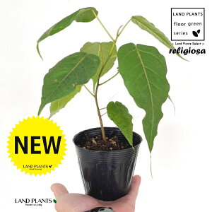 フィカス(レリジオーサ) 3.5号 ポット苗 1鉢 インドボダイジュ 印度菩提樹 菩提樹 フィカスレリジオーサ レリジオサ ficus religiosa