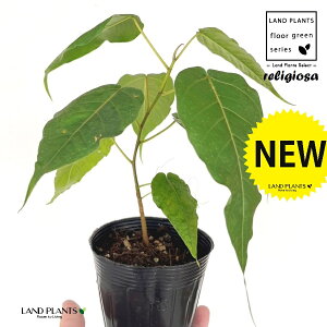 フィカス(レリジオーサ) 3.5号 ポット苗 1鉢 インドボダイジュ 印度菩提樹 菩提樹 フィカスレリジオーサ レリジオサ ficus religiosa