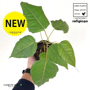 フィカス(レリジオーサ) 3.5号 ポット苗 1鉢 インドボダイジュ 印度菩提樹 菩提樹 フィカスレリジオーサ レリジオサ ficus religiosa