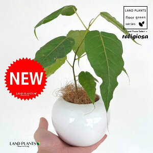 フィカス(レリジオーサ) 白色 丸型 陶器鉢 1鉢 【受皿・ココファイバー】 インドボダイジュ 印度菩提樹 菩提樹 フィカスレリジオーサ レリジオサ ficus religiosa