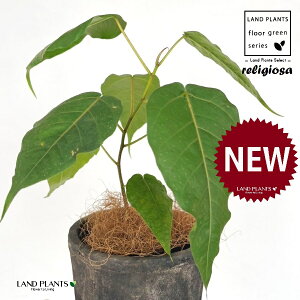 フィカス(レリジオーサ) 黒色 モスポット シリンダー型 陶器鉢 1鉢 【ココファイバー】 インドボダイジュ 印度菩提樹 菩提樹 フィカスレリジオーサ レリジオサ ficus religiosa