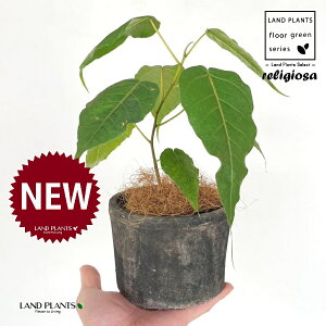 フィカス(レリジオーサ) 黒色 モスポット シリンダー型 陶器鉢 1鉢 【ココファイバー】 インドボダイジュ 印度菩提樹 菩提樹 フィカスレリジオーサ レリジオサ ficus religiosa