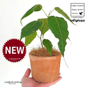 フィカス(レリジオーサ) 茶色 モスポット シリンダー型 陶器鉢 1鉢 【ココファイバー】 インドボダイジュ 印度菩提樹 菩提樹 フィカスレリジオーサ レリジオサ ficus religiosa