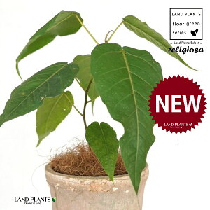 フィカス(レリジオーサ) 白色 モスポット シリンダー型 陶器鉢 1鉢 【ココファイバー】 インドボダイジュ 印度菩提樹 菩提樹 フィカスレリジオーサ レリジオサ ficus religiosa