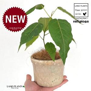 フィカス(レリジオーサ) 白色 モスポット シリンダー型 陶器鉢 1鉢 【ココファイバー】 インドボダイジュ 印度菩提樹 菩提樹 フィカスレリジオーサ レリジオサ ficus religiosa